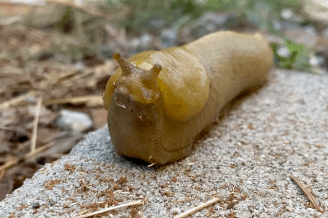 NorCal slug