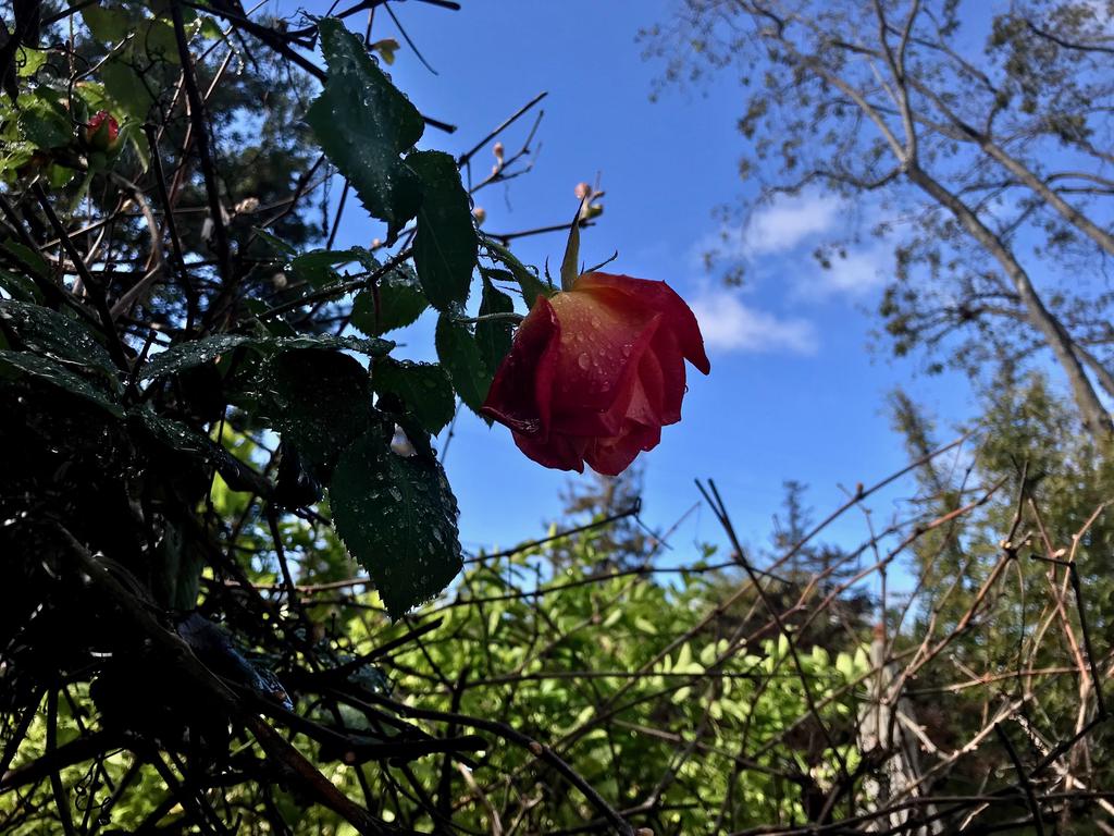 raindrop rose