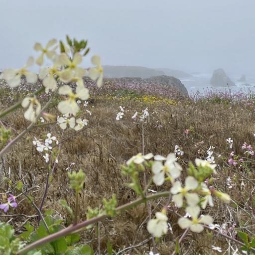 wildflowers and fog