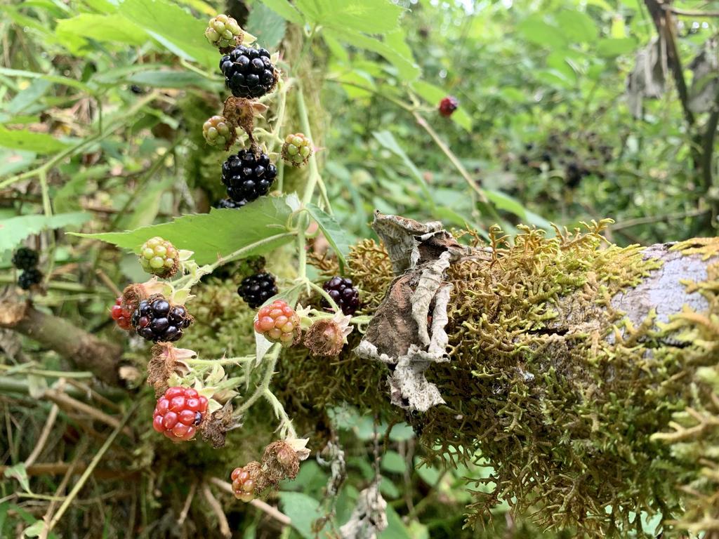 blackberry moss