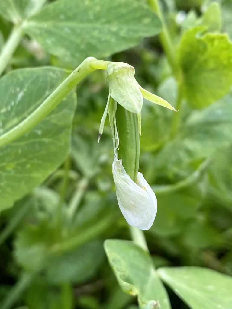 emerging pea