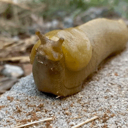 NorCal slug