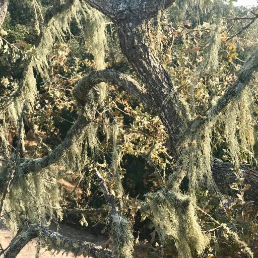 oak lichen