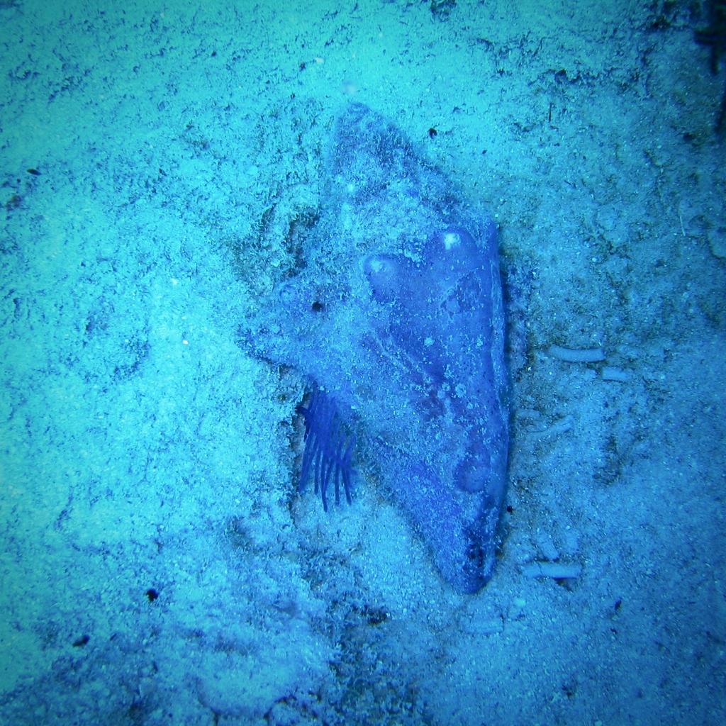 ocean floor conch