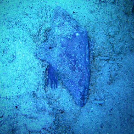 ocean floor conch