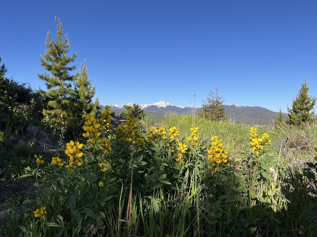 rocky mountain wildflowers